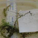 SITE20 Slender WATERWEED